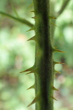 Rubus insolatus \ Herz&auml;hnliche Brombeere / Heart-Leaved Bramble, D Karlsruhe 14.8.2019
