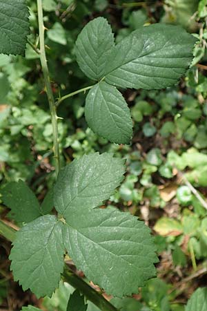 Rubus insolatus \ Herz&auml;hnliche Brombeere / Heart-Leaved Bramble, D Karlsruhe 14.8.2019