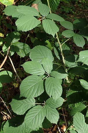 Rubus insolatus \ Herz&auml;hnliche Brombeere / Heart-Leaved Bramble, D Karlsruhe 14.8.2019