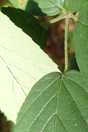 Rubus insolatus \ Herz&auml;hnliche Brombeere / Heart-Leaved Bramble, D Karlsruhe 14.8.2019
