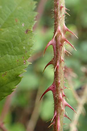 Rubus senticosus \ Dornige Brombeere / Prickly Bramble, D Rheinstetten-Silberstreifen 18.8.2019