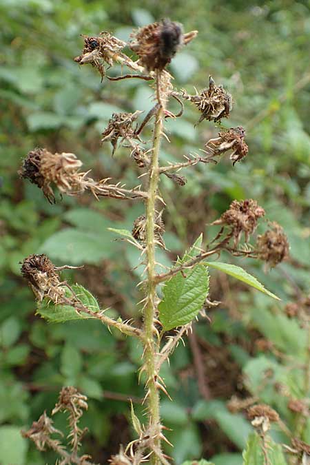 Rubus senticosus \ Dornige Brombeere / Prickly Bramble, D Rheinstetten-Silberstreifen 18.8.2019