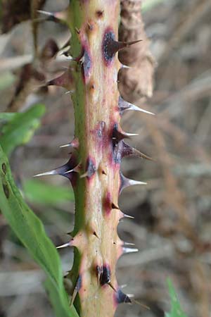 Rubus senticosus \ Dornige Brombeere / Prickly Bramble, D Rheinstetten-Silberstreifen 18.8.2019
