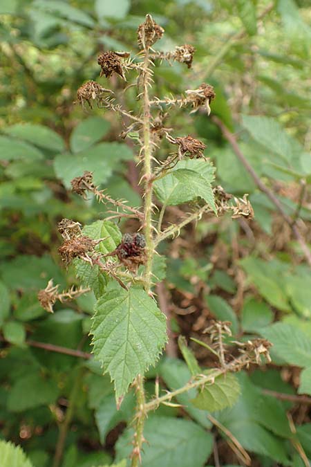 Rubus senticosus \ Dornige Brombeere / Prickly Bramble, D Rheinstetten-Silberstreifen 18.8.2019