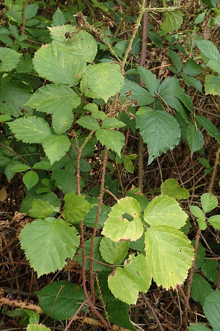 Rubus senticosus \ Dornige Brombeere / Prickly Bramble, D Rheinstetten-Silberstreifen 18.8.2019