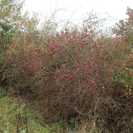 Rosa rubiginosa \ Wein-Rose / Sweet Briar, D Mannheim 27.10.2019