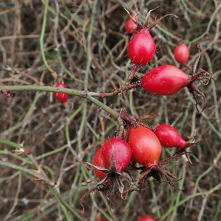 Rosa rubiginosa \ Wein-Rose / Sweet Briar, D Mannheim 27.10.2019