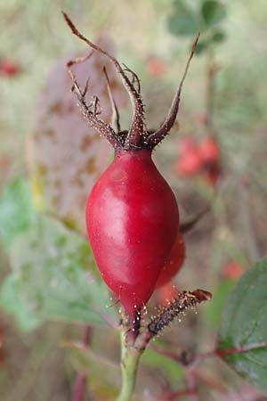 Rosa rubiginosa \ Wein-Rose / Sweet Briar, D Mannheim 27.10.2019