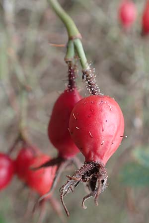 Rosa rubiginosa \ Wein-Rose / Sweet Briar, D Mannheim 27.10.2019