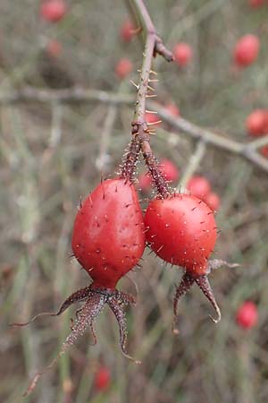 Rosa rubiginosa \ Wein-Rose / Sweet Briar, D Mannheim 27.10.2019