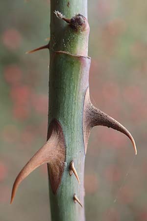 Rosa rubiginosa \ Wein-Rose / Sweet Briar, D Mannheim 27.10.2019