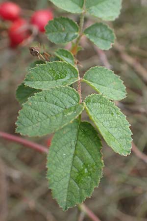 Rosa rubiginosa \ Wein-Rose / Sweet Briar, D Mannheim 27.10.2019
