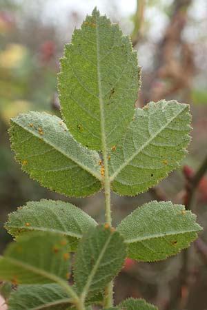 Rosa rubiginosa \ Wein-Rose / Sweet Briar, D Mannheim 27.10.2019