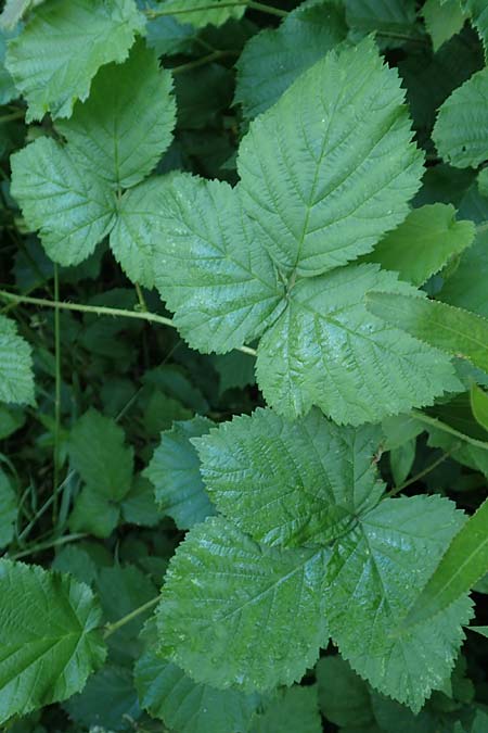 Rubus specA ? \ Haselblatt-Brombeere / Bramble, D Spessart, Linsengericht-Eidenges&auml;&szlig; 20.6.2020