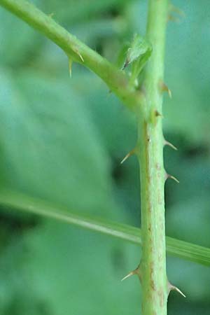 Rubus specA ? \ Haselblatt-Brombeere / Bramble, D Spessart, Linsengericht-Eidenges&auml;&szlig; 20.6.2020