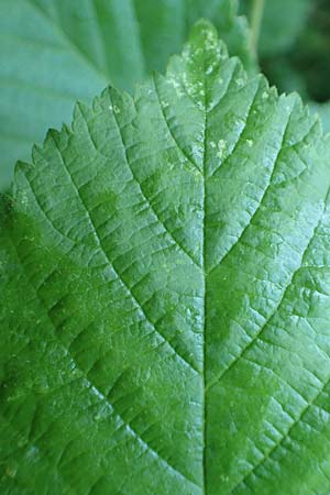 Rubus specA ? \ Haselblatt-Brombeere / Bramble, D Spessart, Linsengericht-Eidenges&auml;&szlig; 20.6.2020