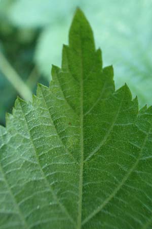 Rubus specA ? \ Haselblatt-Brombeere / Bramble, D Spessart, Linsengericht-Eidenges&auml;&szlig; 20.6.2020