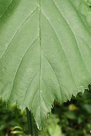 Rubus sulcatus \ Gefurchte Brombeere / Furrowed Bramble, D Steinau an der Stra&szlig;e-Seidenroth 20.6.2020