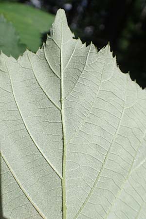 Rubus sulcatus \ Gefurchte Brombeere / Furrowed Bramble, D Steinau an der Stra&szlig;e-Seidenroth 20.6.2020