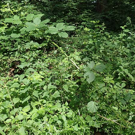 Rubus sulcatus \ Gefurchte Brombeere / Furrowed Bramble, D Steinau an der Stra&szlig;e-Seidenroth 20.6.2020