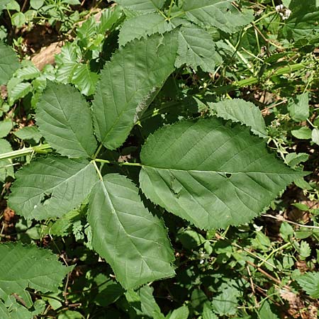 Rubus sulcatus \ Gefurchte Brombeere / Furrowed Bramble, D Steinau an der Stra&szlig;e-Seidenroth 20.6.2020