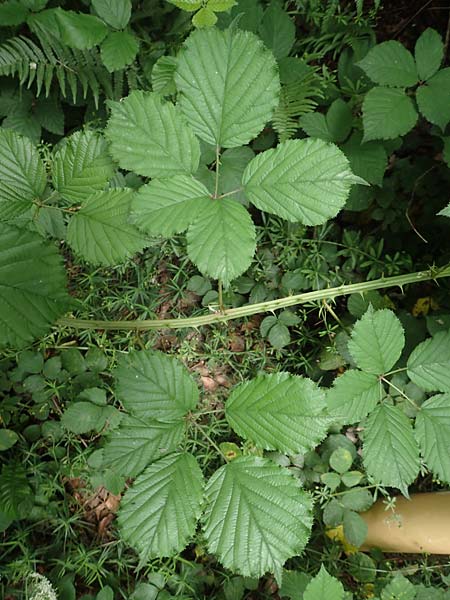 Rubus sulcatus \ Gefurchte Brombeere / Furrowed Bramble, D Salm&uuml;nster 20.6.2020