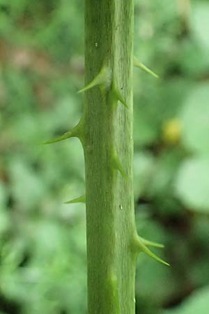 Rubus sulcatus \ Gefurchte Brombeere / Furrowed Bramble, D Salm&uuml;nster 20.6.2020