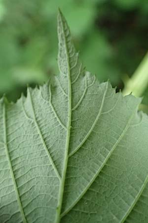 Rubus sulcatus \ Gefurchte Brombeere / Furrowed Bramble, D Salm&uuml;nster 20.6.2020