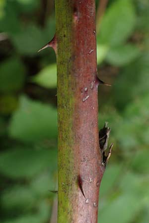 Rubus specA ? \ Haselblatt-Brombeere / Bramble, D Salm&uuml;nster 20.6.2020