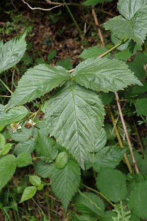 Rubus specA ? \ Haselblatt-Brombeere / Bramble, D Salm&uuml;nster 20.6.2020