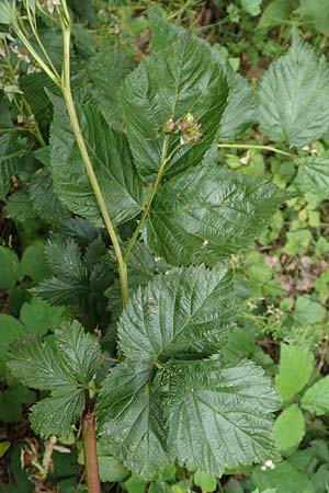 Rubus specA ? \ Haselblatt-Brombeere / Bramble, D Salm&uuml;nster 20.6.2020