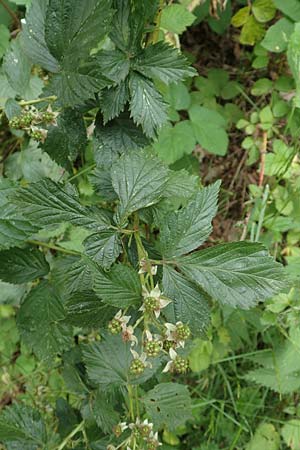 Rubus specA ? \ Haselblatt-Brombeere / Bramble, D Salm&uuml;nster 20.6.2020