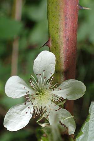 Rubus specA ? \ Haselblatt-Brombeere / Bramble, D Salm&uuml;nster 20.6.2020