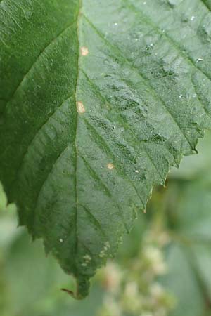Rubus specA ? \ Haselblatt-Brombeere / Bramble, D Salm&uuml;nster 20.6.2020