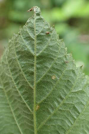 Rubus specA ? \ Haselblatt-Brombeere / Bramble, D Salm&uuml;nster 20.6.2020