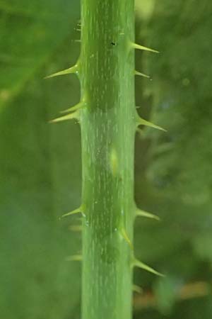 Rubus scabrosus \ Weser-Haselblatt-Brombeere, Kratzige Haselblatt-Brombeere / Weser Bramble, D Spessart, Obersinn 21.6.2020