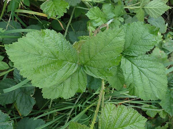 Rubus specA ? \ Haselblatt-Brombeere / Bramble, D Spessart, Burgsinn 21.6.2020