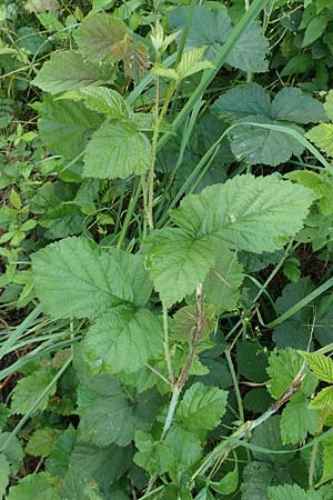 Rubus specA ? \ Haselblatt-Brombeere / Bramble, D Spessart, Burgsinn 21.6.2020