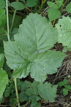 Rubus specA ? \ Haselblatt-Brombeere / Bramble, D Spessart, Burgsinn 21.6.2020