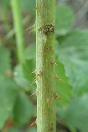 Rubus specA ? \ Haselblatt-Brombeere / Bramble, D Spessart, Burgsinn 21.6.2020