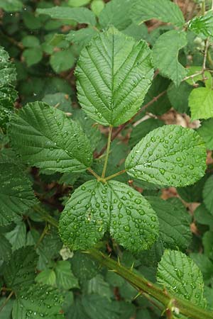 Rubus sulcatus \ Gefurchte Brombeere / Furrowed Bramble, D Bischoffen-Niederweidbach 22.6.2020