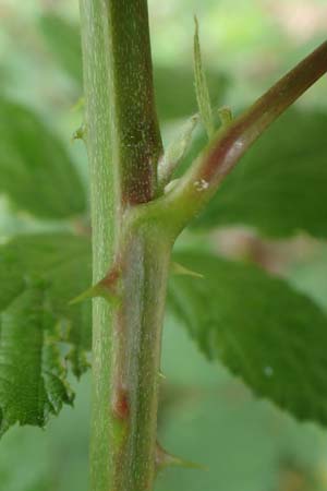 Rubus sulcatus \ Gefurchte Brombeere / Furrowed Bramble, D Bischoffen-Niederweidbach 22.6.2020