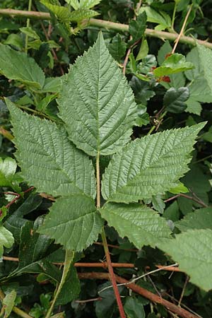 Rubus atrovirens \ Schwarzgr&uuml;ne Brombeere, Schnedlers Brombeere / Schnedler's Bramble, D Siegbach-&Uuml;bernthal 22.6.2020