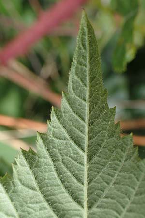 Rubus atrovirens \ Schwarzgr&uuml;ne Brombeere, Schnedlers Brombeere / Schnedler's Bramble, D Siegbach-&Uuml;bernthal 22.6.2020