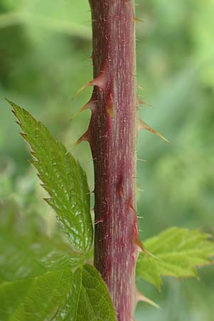 Rubus atrovirens \ Schwarzgr&uuml;ne Brombeere, Schnedlers Brombeere / Schnedler's Bramble, D Siegbach-&Uuml;bernthal 22.6.2020