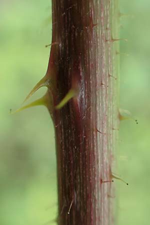 Rubus atrovirens \ Schwarzgr&uuml;ne Brombeere, Schnedlers Brombeere / Schnedler's Bramble, D Siegbach-&Uuml;bernthal 22.6.2020