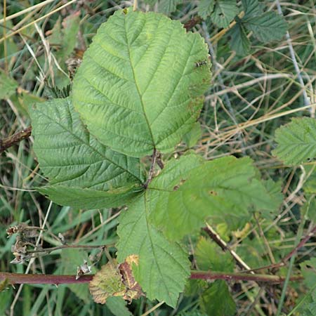 Rubus servaticus ? \ Dickicht-Haselblatt-Brombeere / Thicket Bramble, D Delbr&uuml;ck 29.7.2020