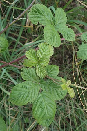 Rubus servaticus ? \ Dickicht-Haselblatt-Brombeere / Thicket Bramble, D Delbr&uuml;ck 29.7.2020