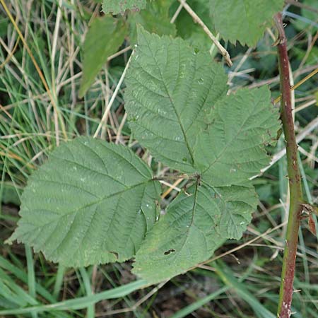 Rubus servaticus ? \ Dickicht-Haselblatt-Brombeere / Thicket Bramble, D Delbr&uuml;ck 29.7.2020