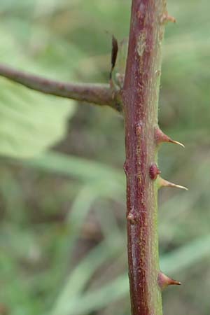 Rubus servaticus ? \ Dickicht-Haselblatt-Brombeere / Thicket Bramble, D Delbr&uuml;ck 29.7.2020